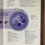 SNES Manual - Donkey Kong Country 3: Dixie Kong's Double Trouble Image 3