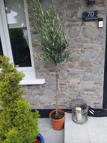 olive trees