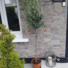 olive trees