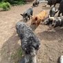 Piglets Image 4