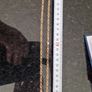 9ct gold necklace Image 2