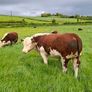 Pbr pedigree hereford bull Image 6