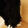 Women's Dress Black Velvet and Ostrich Feathers Size 14 Image 3