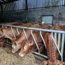 Cattle Image 4