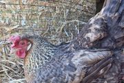 hen