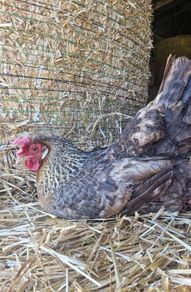 hen