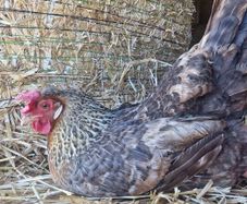 hen