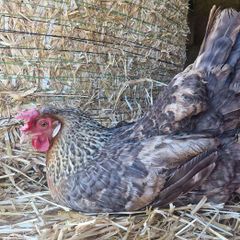 hen