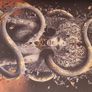Sarah J Maas - Crescent City Image 8
