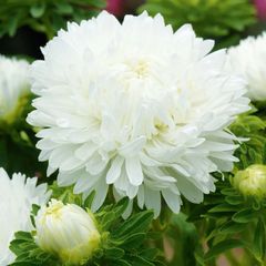 (A) Aster Balloon White seeds 0.2g (415212)