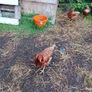 Hens Image 2
