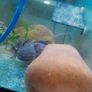 Axolotl X 2 , 200 litre tank and stand Image 7