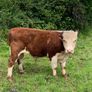 PB herford bull Image 3