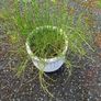 Ephedra sinica plant Image 2