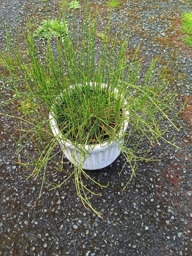 Ephedra sinica plant