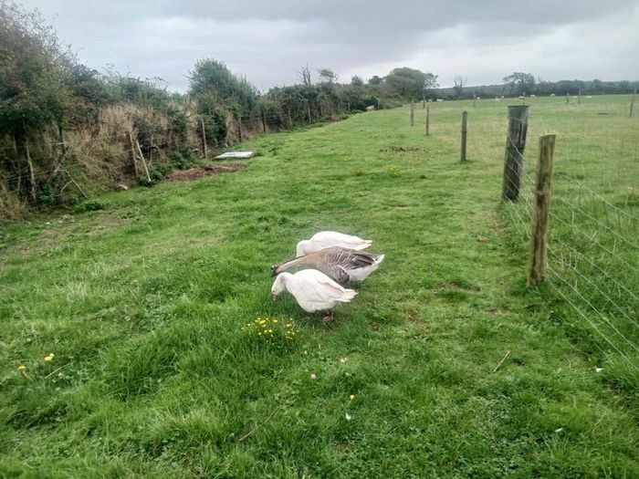 Geese