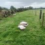 Geese Image 5