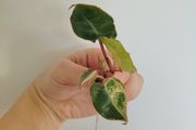 Philodendron Billietiae Variegated