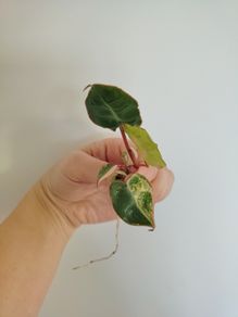 Philodendron Billietiae Variegated