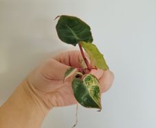 Philodendron Billietiae Variegated