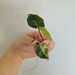 Philodendron Billietiae Variegated