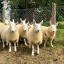 Sheep Cheviot ewe lambs Image 6