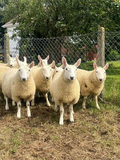 Sheep Cheviot ewe lambs