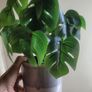 Artificial Monstera Plants in Ceramic Pots x 2 Image 8