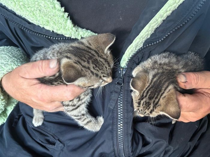 kittens