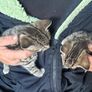 kittens Image 3