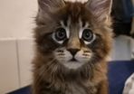 Maine Coon Kitten