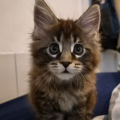 Maine Coon Kitten