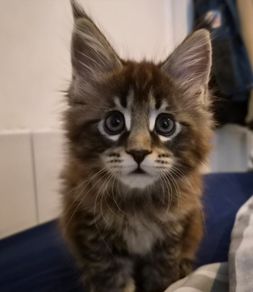 Maine Coon Kitten