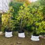 Black Cherry tree Image 4