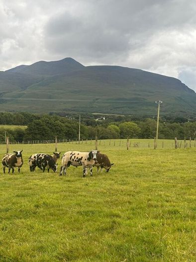 Pedigree Spotted Dutch Sheep