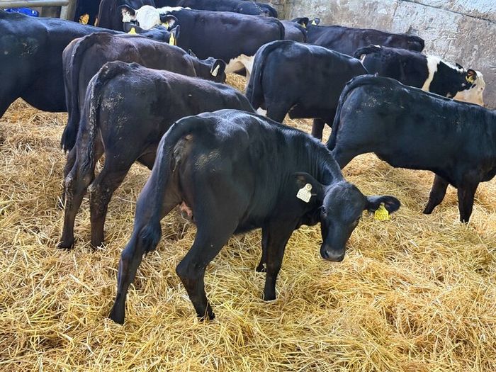 31 Properly Well Fed Calves