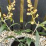 Olive tree plant Image 2