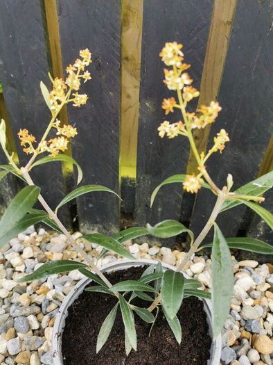 Olive tree plant