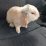 rabbits for rehome Image 4