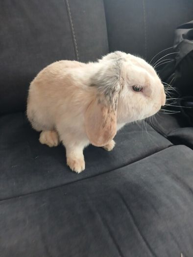 rabbits for rehome