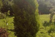 Large Golden Conifer / Cypress Garden Tree  210cm (7ft) Mature Screening Tree