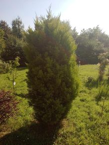 Large Golden Conifer / Cypress Garden Tree  210cm (7ft) Mature Screening Tree