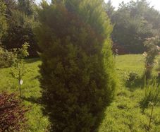 Large Golden Conifer / Cypress Garden Tree  210cm (7ft) Mature Screening Tree
