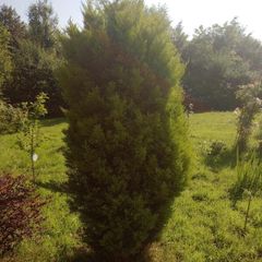 Large Golden Conifer / Cypress Garden Tree  210cm (7ft) Mature Screening Tree