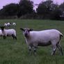 Hoggets - Suffolk Cross and White Image 3