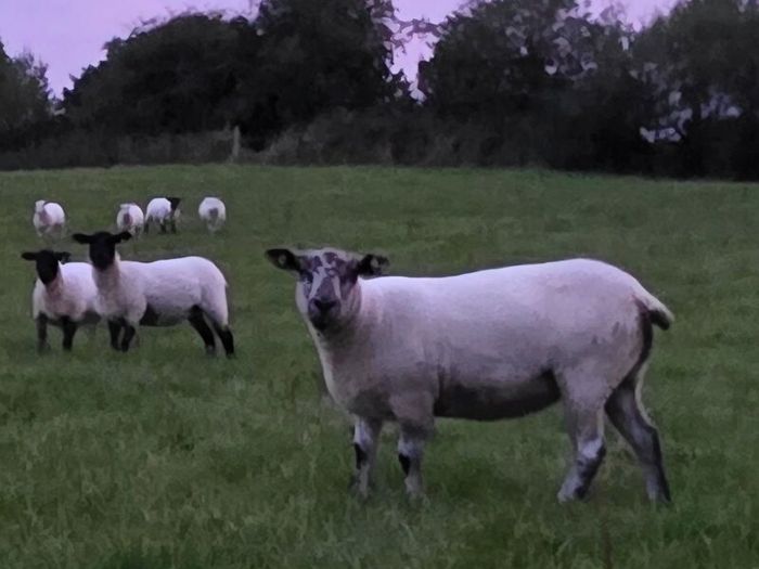 Hoggets - Suffolk Cross and White