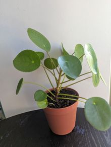 Pillea/ Chinese Money Plant