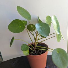 Pillea/ Chinese Money Plant