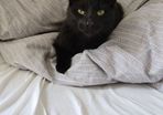 Cat for adoption
