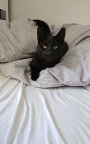 Cat for adoption